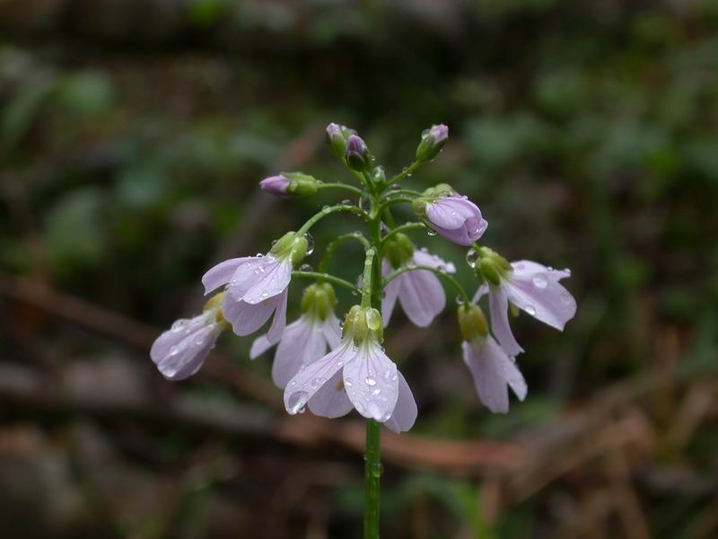 Cardamine pratensis  /  Crescione dei prati